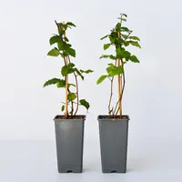 Plant in a Box - 2 Stk - Rubus
