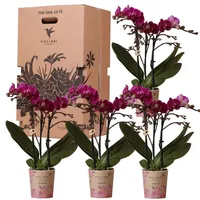Kolibri Orchids Überraschungsbox einfarbig Pflanzen Vorteilsbox mit 4 verschiedenen