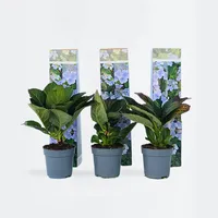 Plant in a Box - 3 Stk - Hydrangea