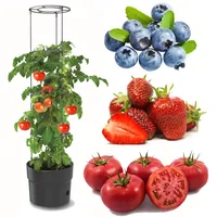 Botle Tomatenpflanze Ø 40 x 30 cm Kunststoff