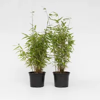 Plant in a Box - 2 Stk - Fargesia