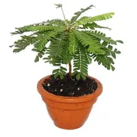 EXOTENHERZ Biophytum sensitivum Südseepalme 9cm Tontopfbewegliche Pflanze Ideal für