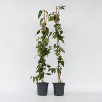 Plant in a Box - Geißblatt - 2 Stk