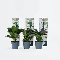 Plant in a Box - 6 Stk - Hydrangea
