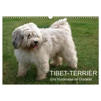 Calvendo Tibet-Terrier - Eine Hunderasse mit Charakter (Wandkalender 2025