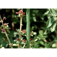 ELC Pflanzstab Metall Ø 11mm 150cm grün Floraworld