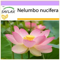 SAFLAX - Heiliger indischer Lotus - 8 Samen -