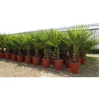 Grünwaren Palme XL 120-150 cm Trachycarpus fortunei, Hanfpalme, winterhart