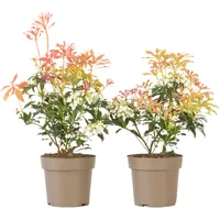 Plant in a Box - 2 Stk - Pieris