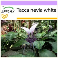 SAFLAX - Nepalesische Riesen - Fledermausblume - 10 Samen