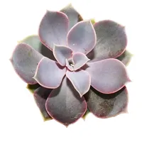 EXOTENHERZ Echeveria Perle von Nürnberg kleine Pflanze im 5,5cm
