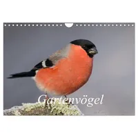 Calvendo Vögel aus dem Garten (Wandkalender 2025 DIN A4