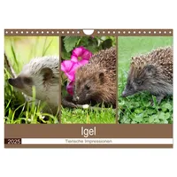 Calvendo Igel 2025. Tierische Impressionen (Wandkalender 2025 DIN A4