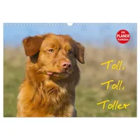 Calvendo Toll, toll, Toller (Wandkalender 2025 DIN A3 quer),