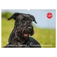 Calvendo Verlag GmbH Treuer Freund Riesenschnauzer (Wandkalender 2025 DIN