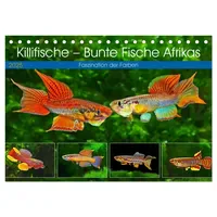 Calvendo, calvendo Killifische - Bunte Fische Afrikas (Tischkalender 2025