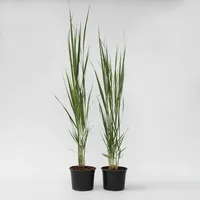 Plant in a Box - 2 Stk - Panicum