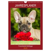 Calvendo Jahresplaner Französische Bulldogge (Wandkalender 2025 DIN A4 hoch),