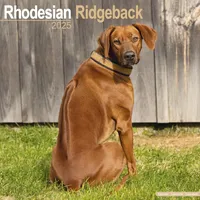 Flechsig Rhodesian Ridgeback - Afrikanischer Löwenhund 2025 - 16-Monatskalender: