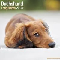 Flechsig Longhaired Dachshund - Langhaardackel 2025 - 16-Monatskalender: Original