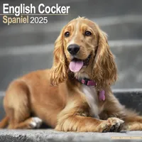 Avonside English Cocker Spaniel - Englische Cockerspaniels 2025 -