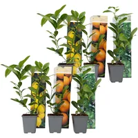 Plant in a Box - 6 Stk - Citrus