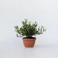 Plant in a Box - Olea europaea - Höhe