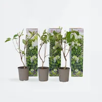 Plant in a Box - 3 Stk - Hydrangea