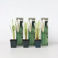 Plant in a Box - 3 Stk - Cortaderia