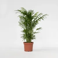 Plant in a Box - Chamaedorea elegans - -