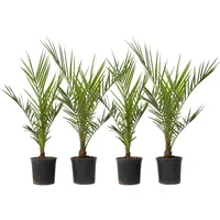 Plant in a Box - Kanarische Dattelpalme - 4