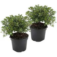 Plant in a Box - Rhododendron 'Anouk' - 2er