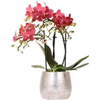 Kolibri Orchids Rote Phalaenopsis Orchidee Congo | Elite Topf