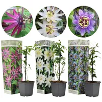 Plant in a Box - 3 Stk - Passiflora