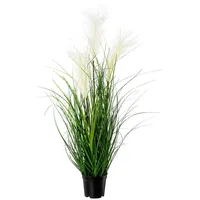 Gasper GASPER, Pampasgras Weiß im schwarzen Topf 76 cm