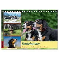 Calvendo Entlebucher - Temperamentvolle Schweizer Sennenhunde (Tischkalender 2025 DIN
