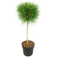 Plant in a Box - Pinus 'Summer Breeze' Höhe