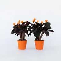 Plant in a Box - 2 Stk - Calathea