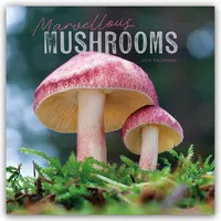Browntrout Verlags GmbH Mushrooms – Pilze 2025 – Wand-Kalender