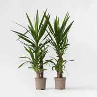 Plant in a Box - Palmlilie - 2 Stk