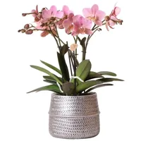 Kolibri Orchids Rosa Phalaenopsis-Orchidee Treviso im Groove-Topf silber Topfgröße