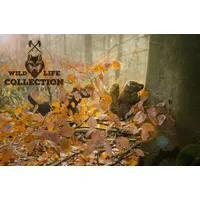 Wild Life Collection Wild Life Dog Squirrel 18 cm
