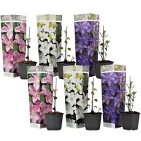 Plant in a Box - 6 Stk - Clematis