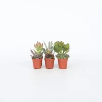Plant in a Box - Mini-Sukkulenten - 6 Stk
