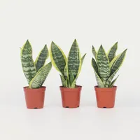 Plant in a Box - 3 Stk - Sansevieria