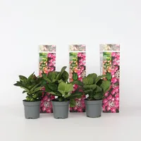 Plant in a Box - 3 Stk - Hydrangea