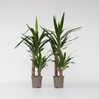 Plant in a Box - Palmlilie - 2 Stk