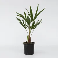 Plant in a Box - Windmühlenpalme - Trachycarpus Fortunei