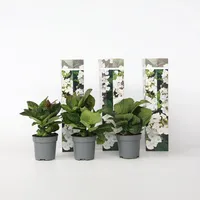Plant in a Box - 3 Stk - Hydrangea