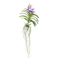 Plant in a Box - Vanda-Orchidee - Vanda 'Lila'